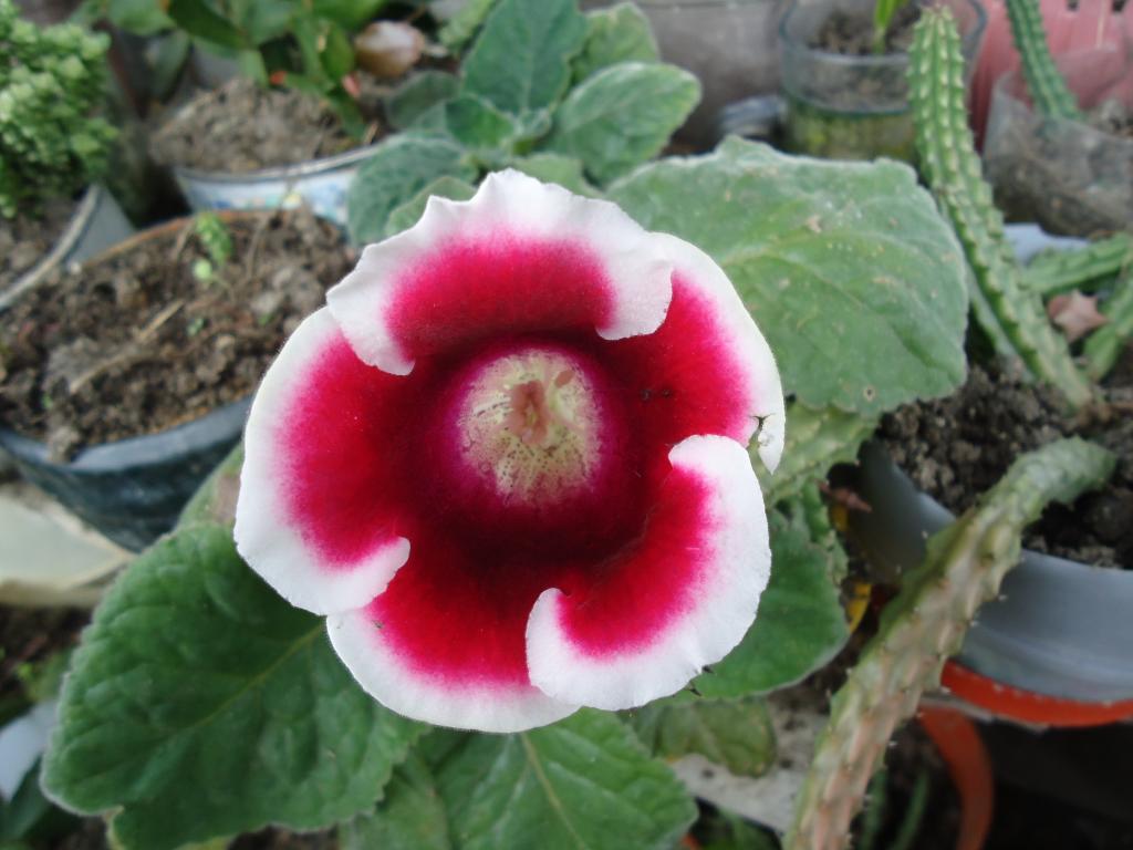 Foto de Te Zulay (Shell), Ecuador