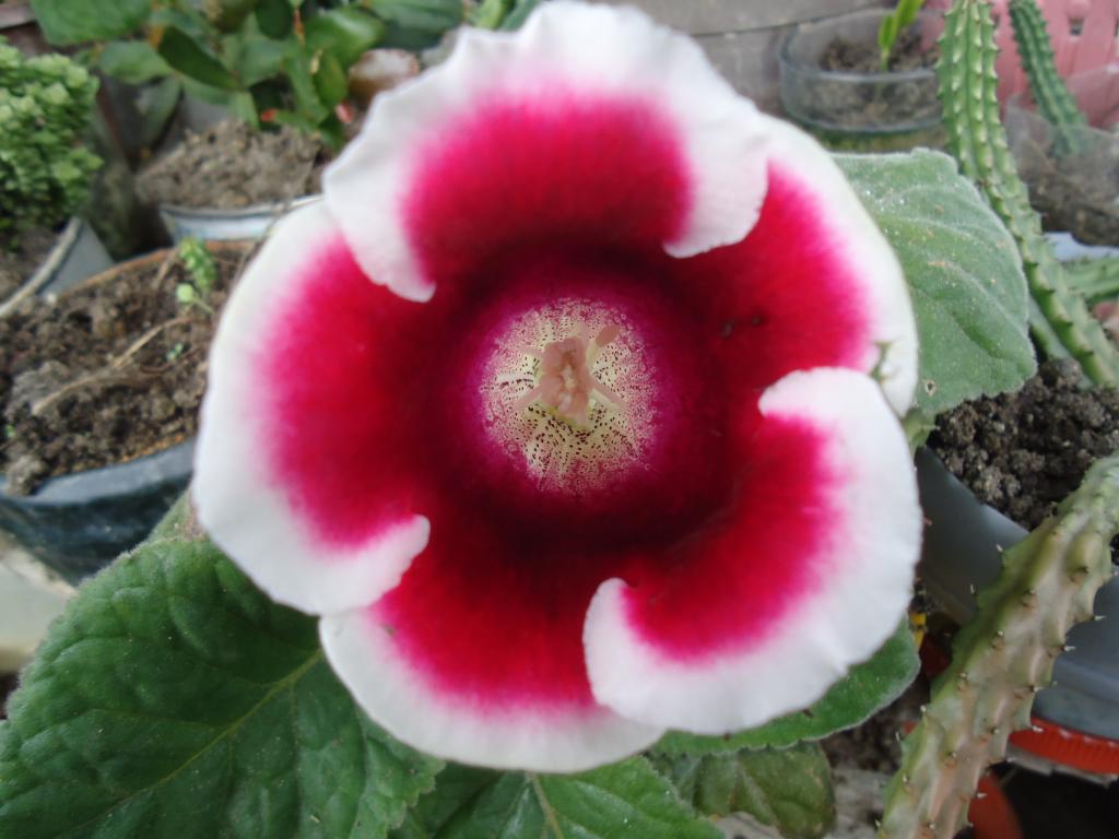 Foto de Te Zulay (Shell), Ecuador