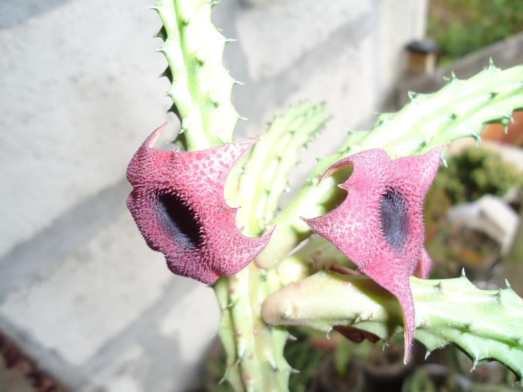 Foto de Te Zulay (Shell), Ecuador
