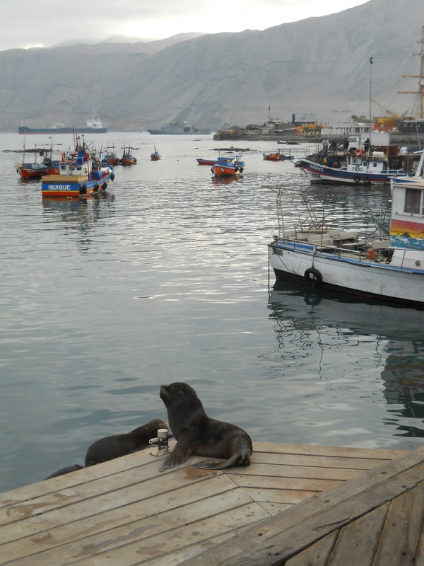 Foto: Iquique 2011 - Iquique (Tarapacá), Chile