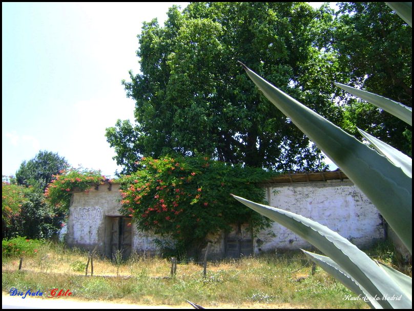 Foto de Lo Miranda (Libertador General Bernardo OʼHiggins), Chile