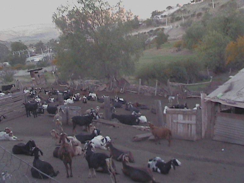 Foto: ganado de cabras - Combarbala (Coquimbo), Chile