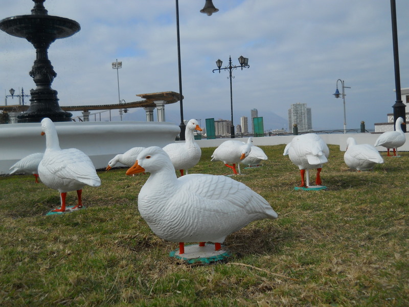 Foto: Iquique 2011 - Iquique (Tarapacá), Chile