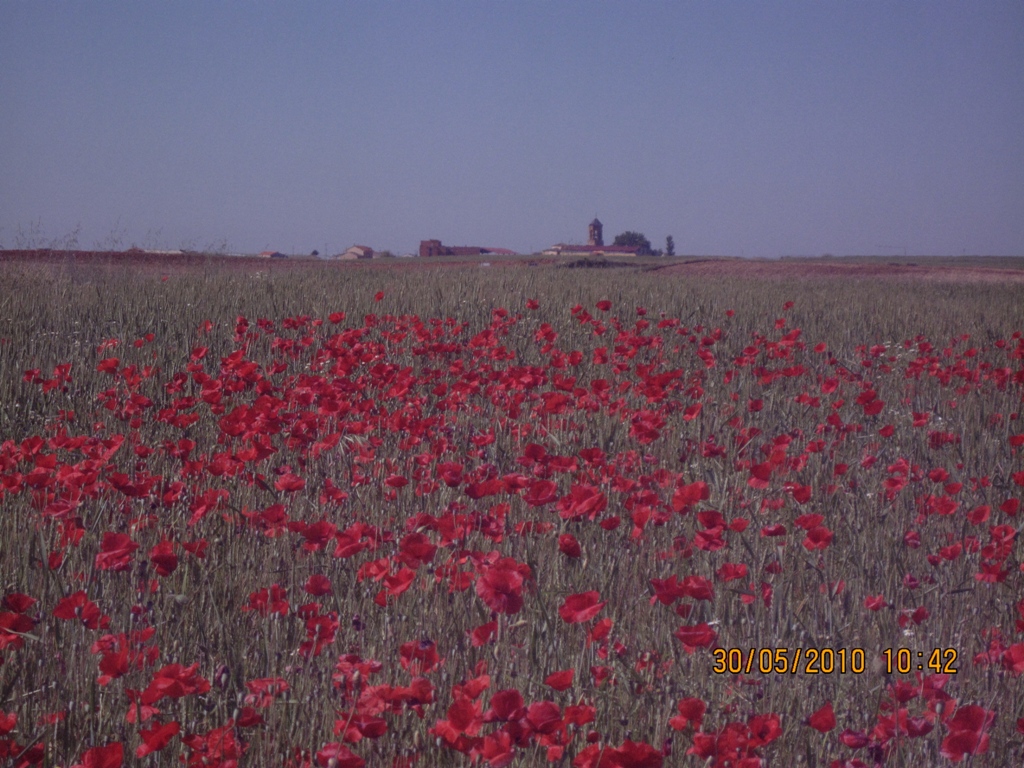 Foto: Amapolas en  primavera - Villarrin de Campos (Zamora), España