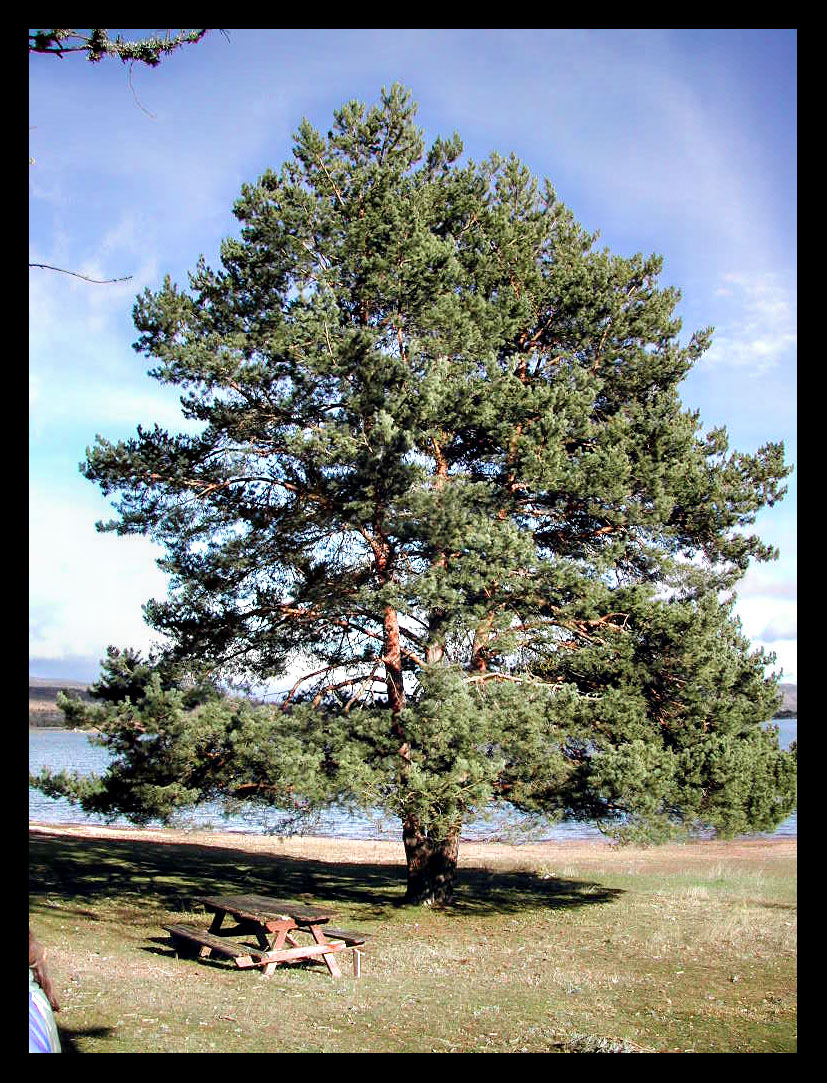 Foto de La Playa Pita (Soria), España
