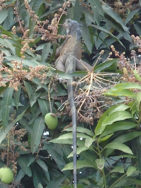 Foto: Iguana - Guayas, Ecuador