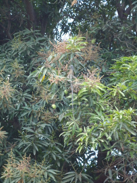 Foto: Iguana - Guayas, Ecuador