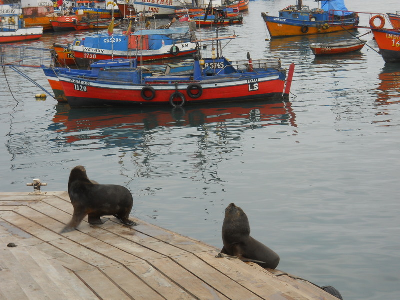 Foto: Iquique 2011 - Iquique (Tarapacá), Chile