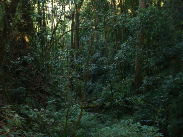 Foto: Copey de Dota - Copey de Dota (San José), Costa Rica