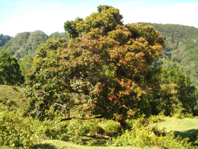 Foto: Copey de Dota - Copey de Dota (San José), Costa Rica