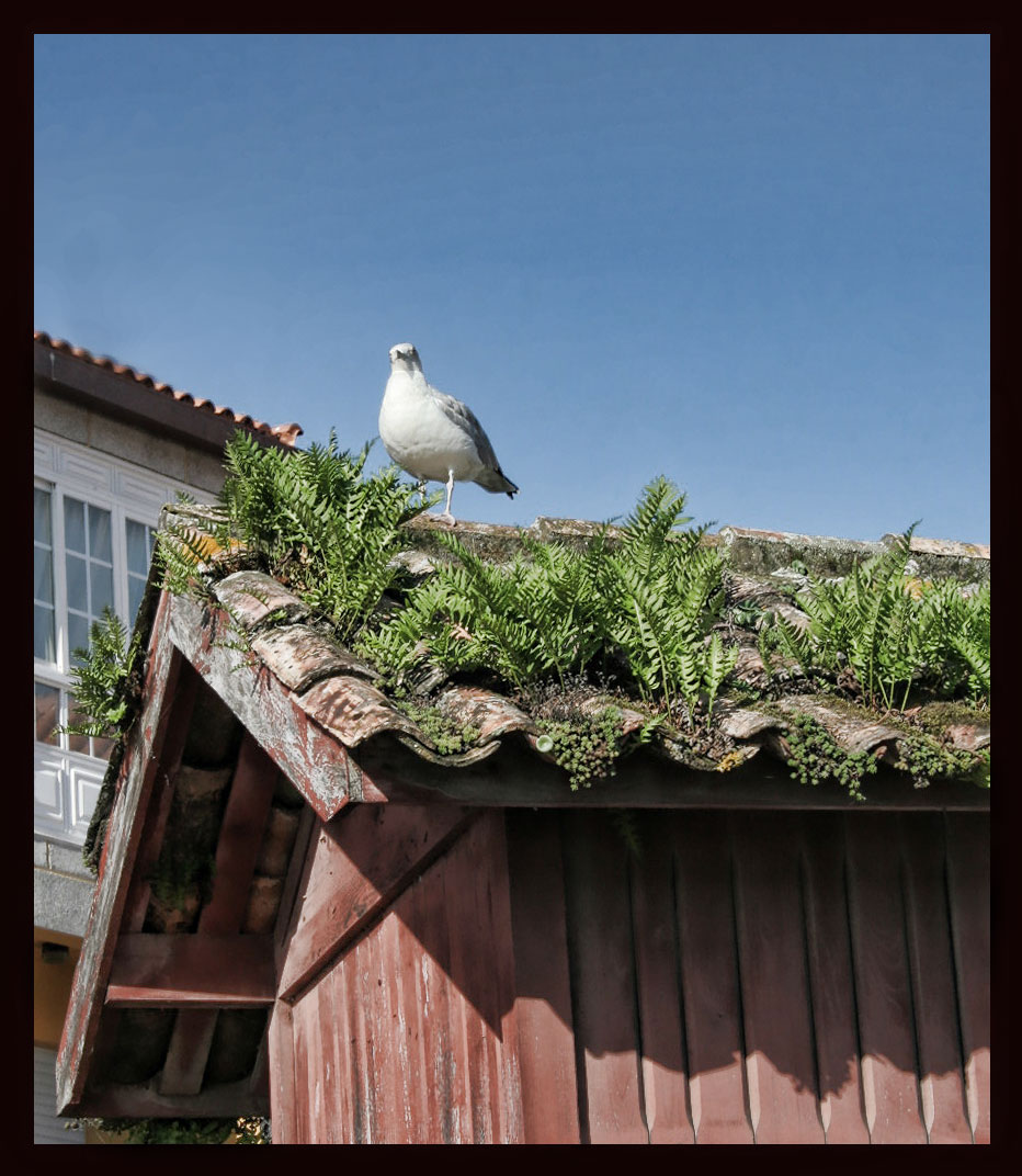 Foto de Combarro (Pontevedra), España
