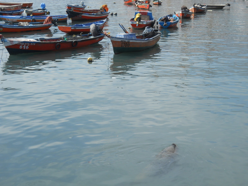 Foto: Iquique 2011 - Iquique (Tarapacá), Chile