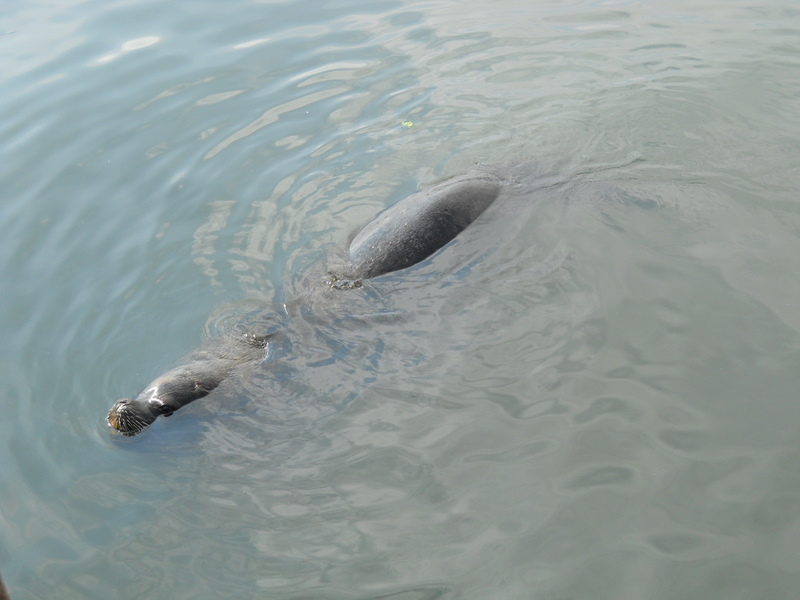 Foto: Iquique 2011 - Iquique (Tarapacá), Chile