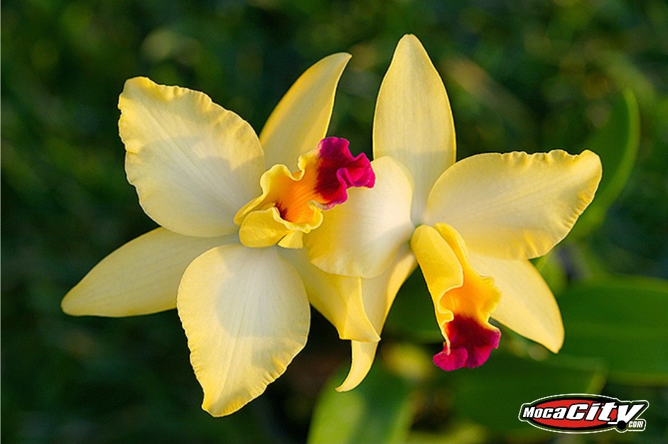 Foto: flor de las montañas de moca - Moca, República Dominicana