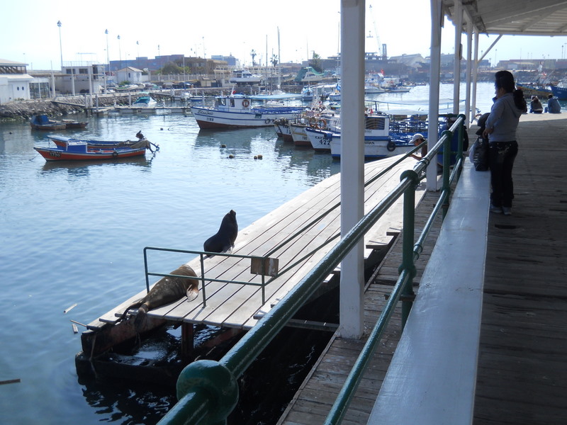 Foto: iquique 2011 - Iquique (Tarapacá), Chile