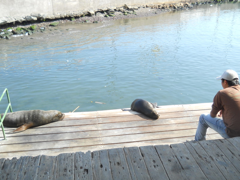 Foto: Iquique 2011 - Iquique (Tarapacá), Chile