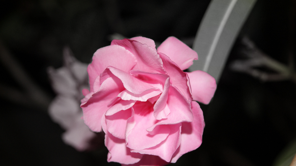 Foto de Arcachon, Francia