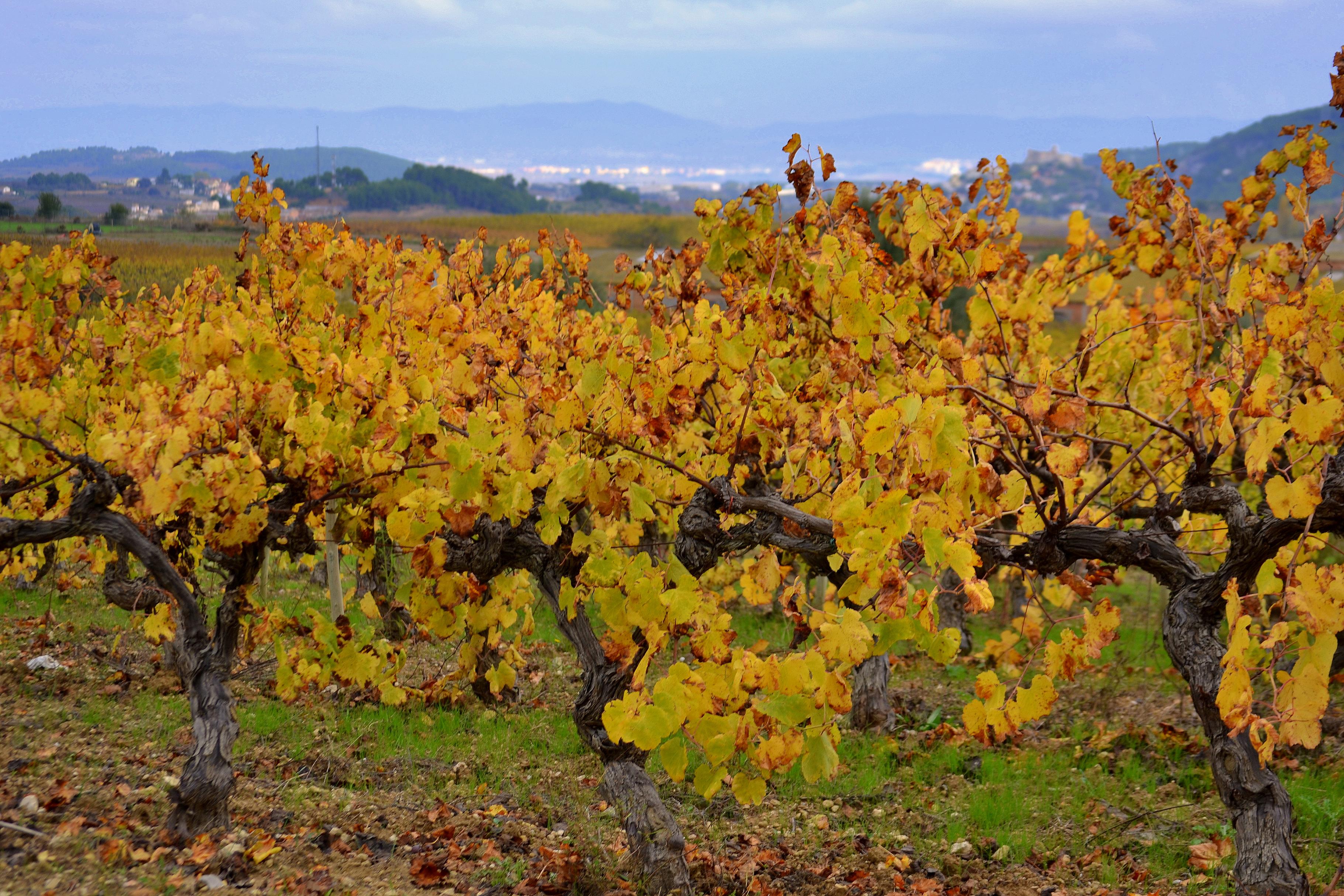 Foto: Viñas de Otoño, el Penedes - Torrelles de Foix (Barcelona), España