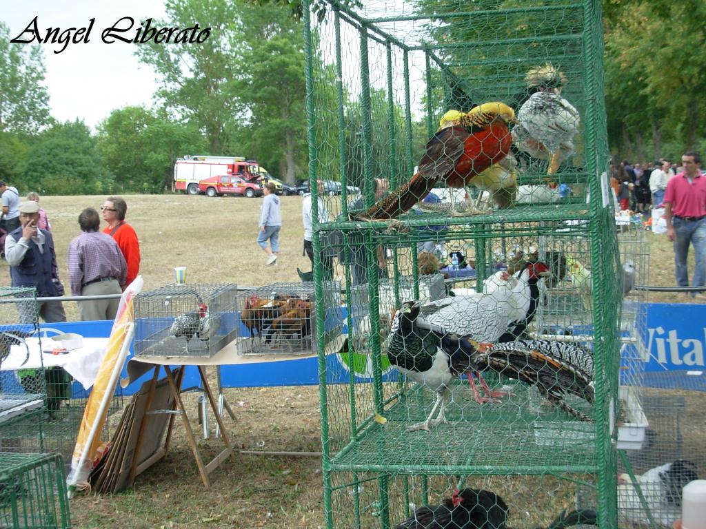 Foto: Feria - Angosto (Álava), España