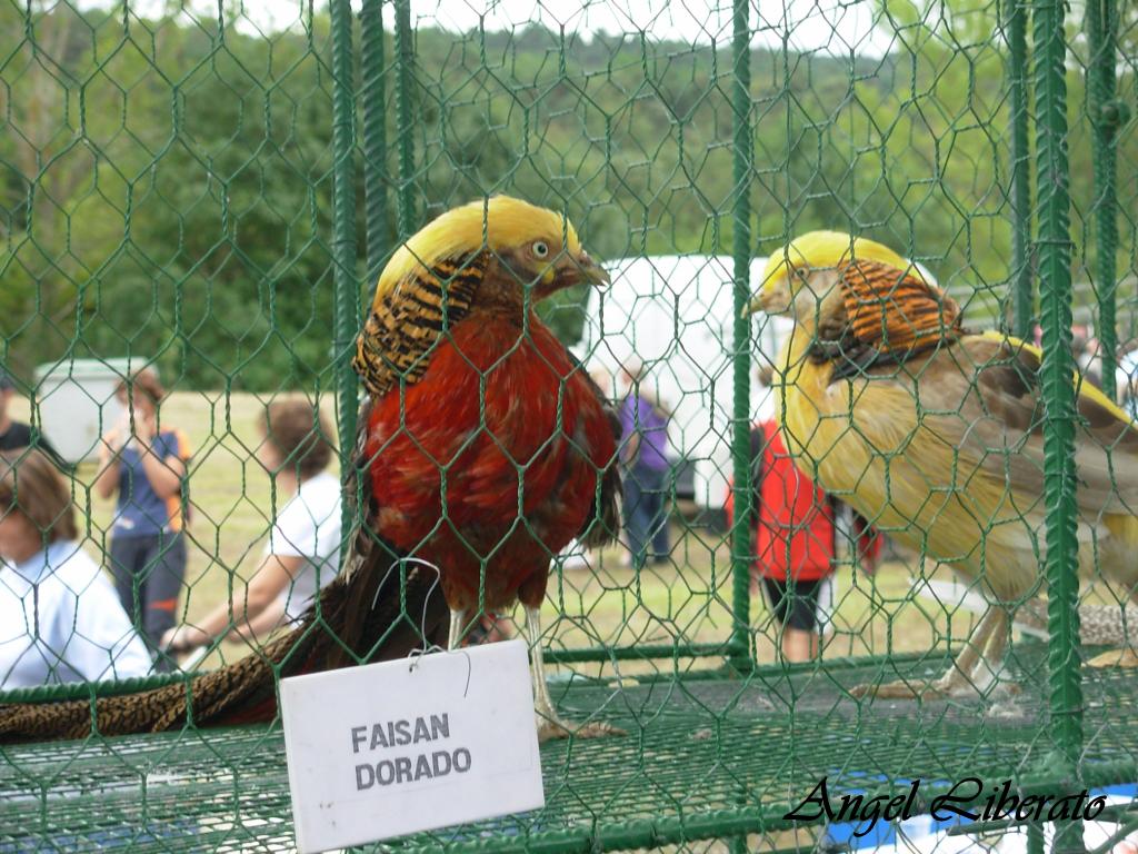 Foto: Feria - Angosto (Álava), España