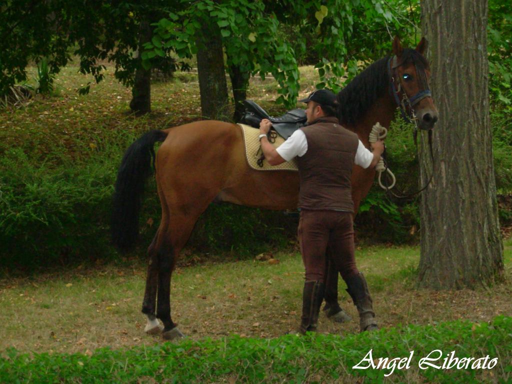 Foto: Feria - Angosto (Álava), España