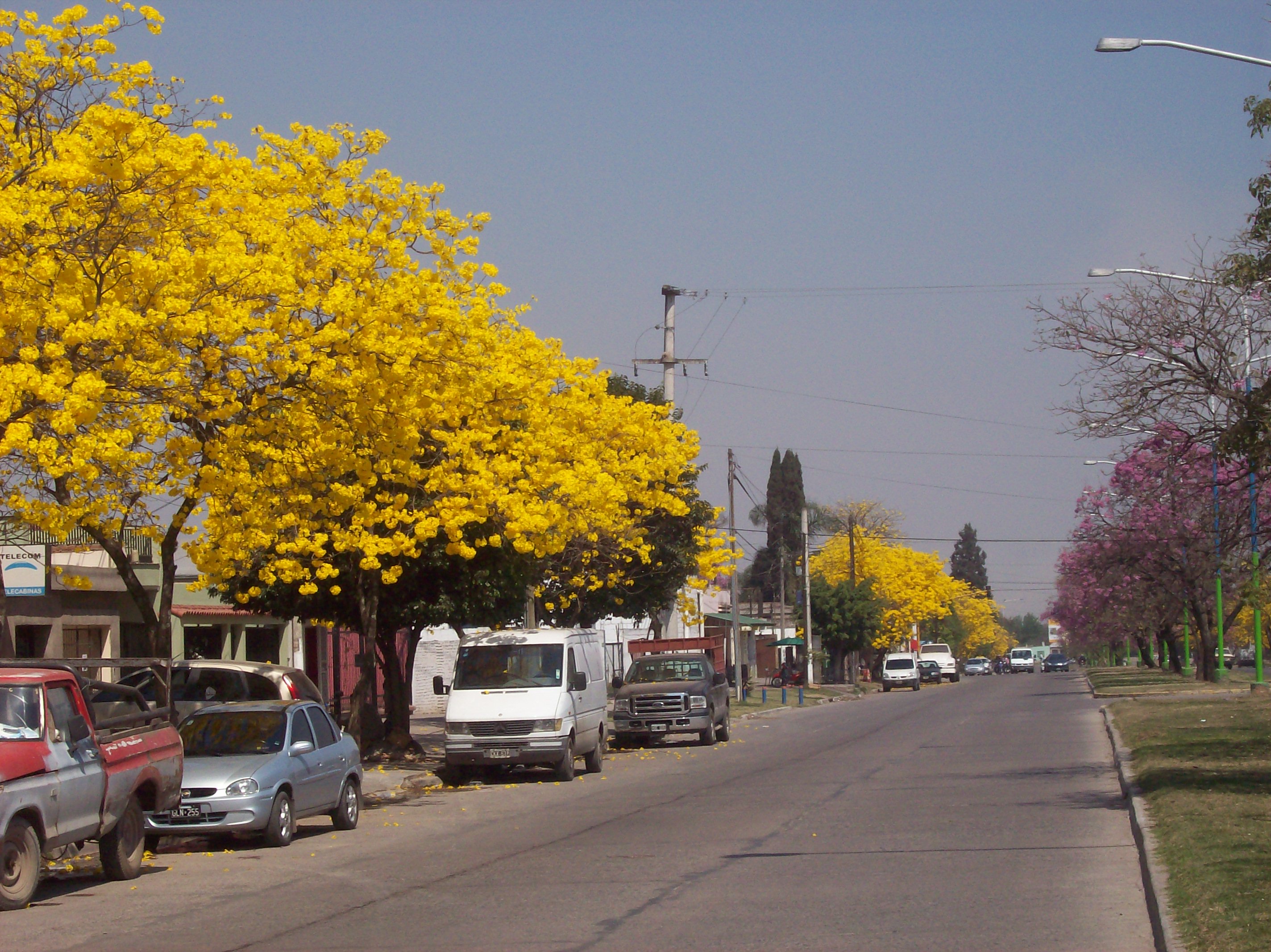 Foto: Lapachos - San Miguel de Tucuman (Tucumán), Argentina