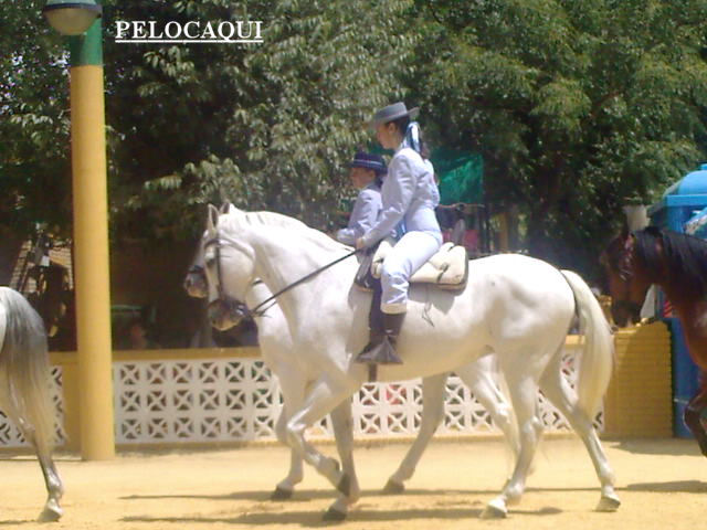 Foto: PELOCAQUI - Palma Del Rio (Córdoba), España