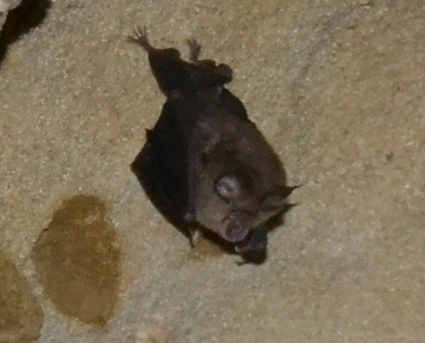 Foto: Amigo - Mazarulleque (Cuenca), España