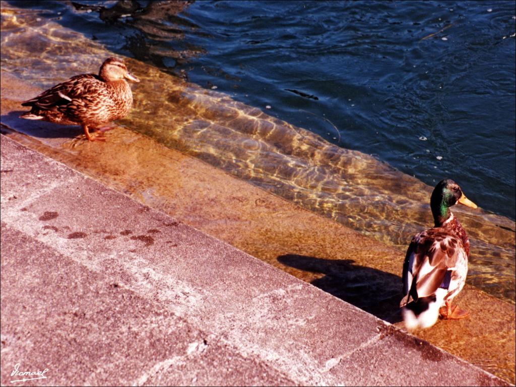 Foto de Schaffhausen, Suiza