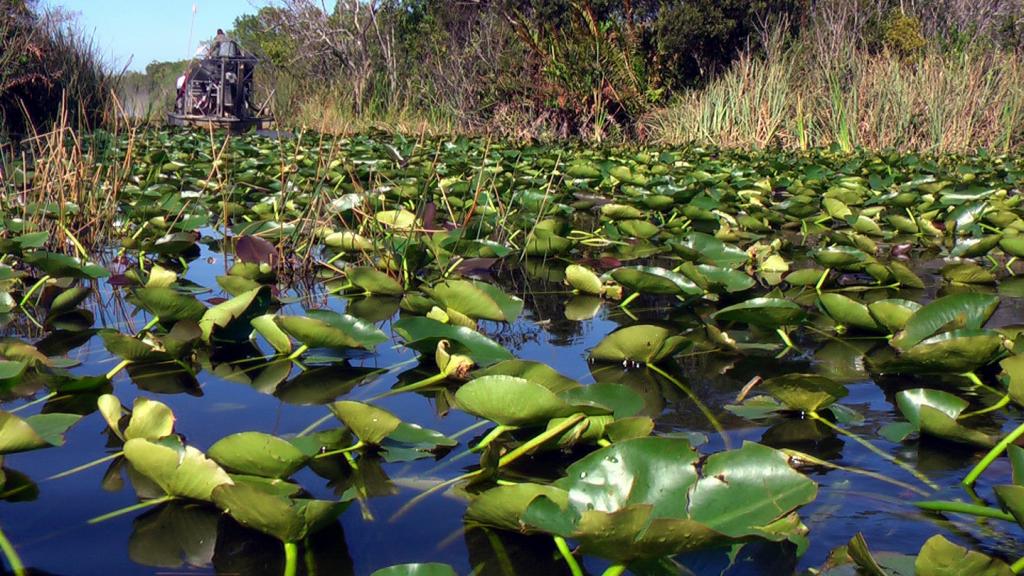 Foto de Miami (Everglades) (Florida), Estados Unidos