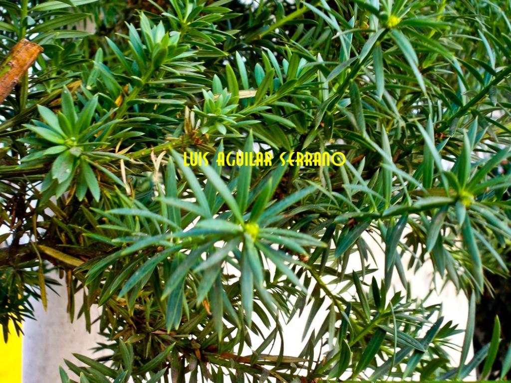 Foto de Abancay, Perú