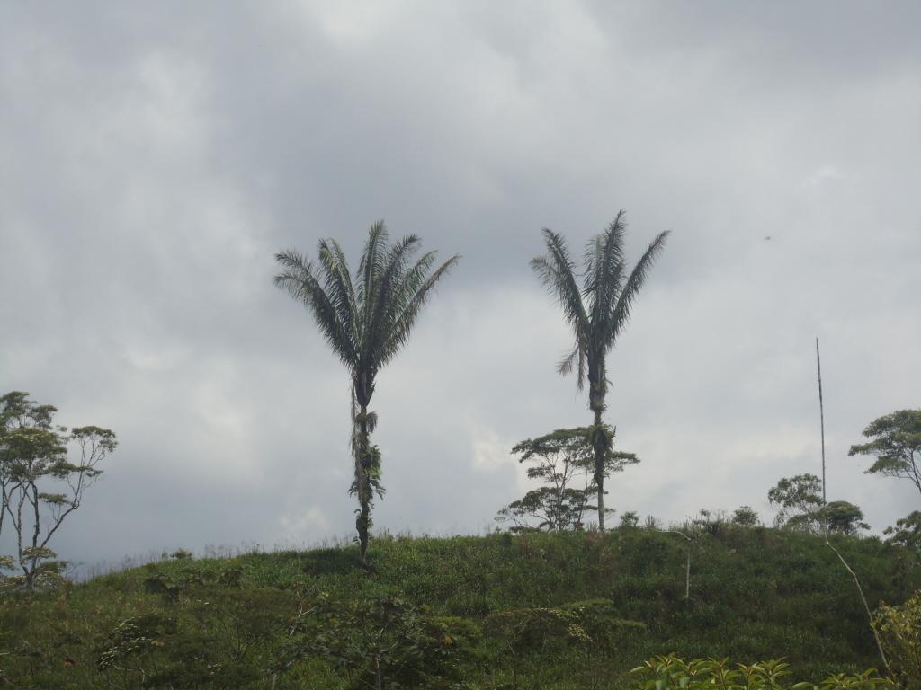 Foto de Simón Bolívar (Mushullacta), Ecuador