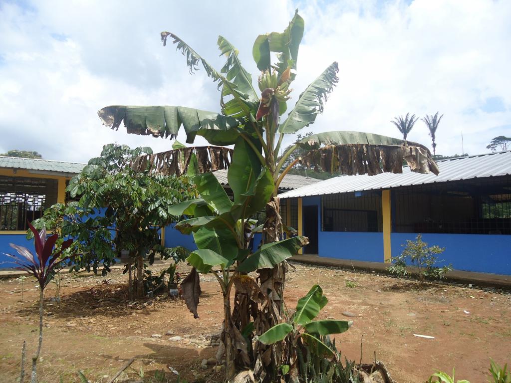 Foto de Simón Bolívar (Mushullacta), Ecuador