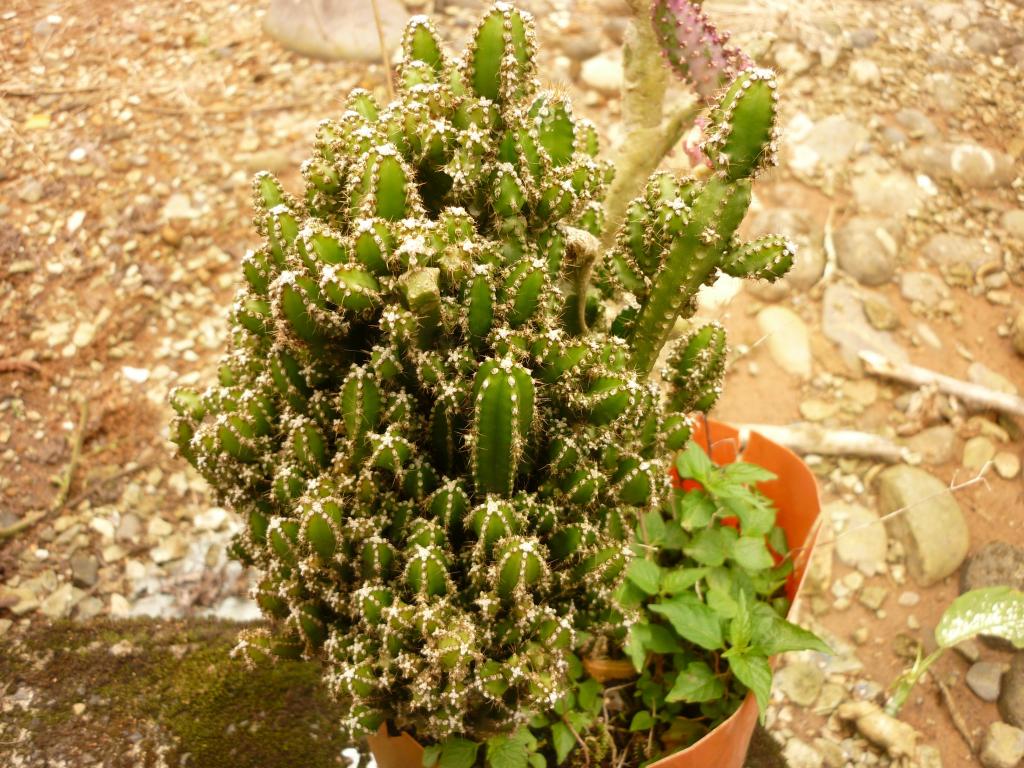 Foto de Simón Bolívar (Mushullacta), Ecuador