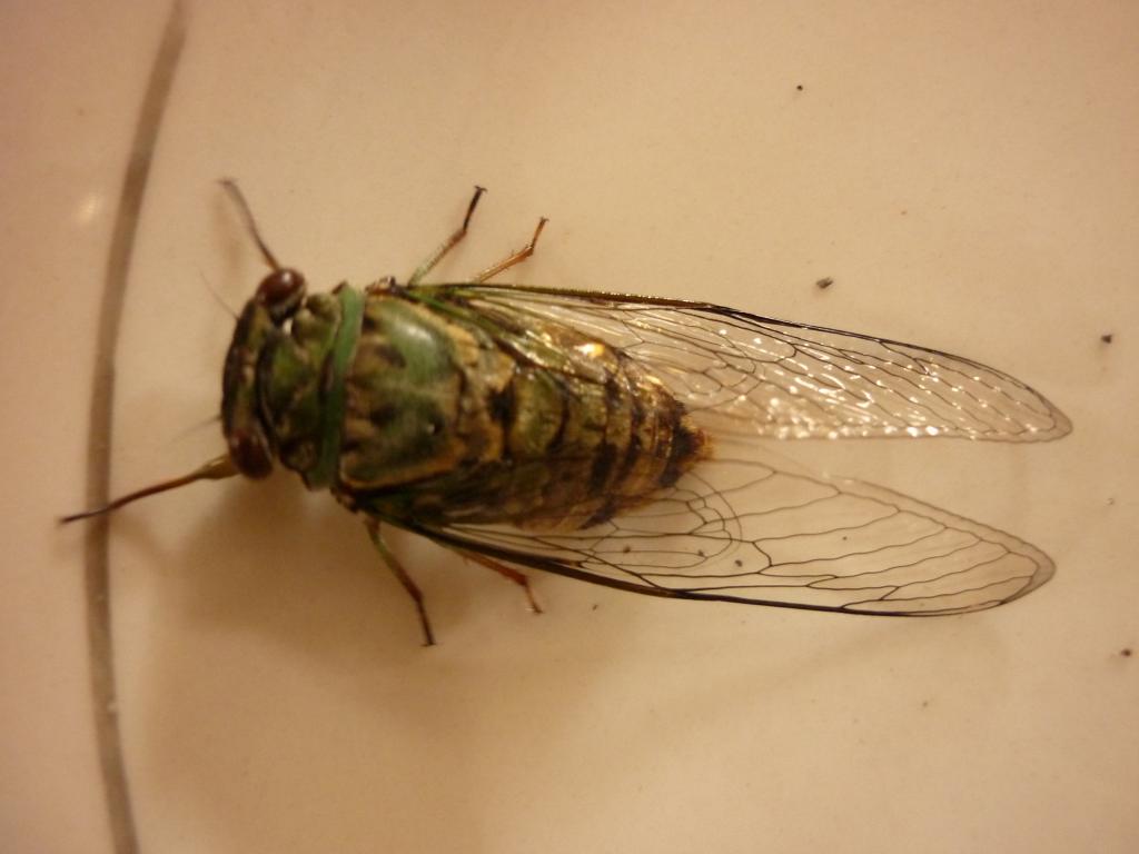 Foto de Simón Bolívar (Mushullacta), Ecuador