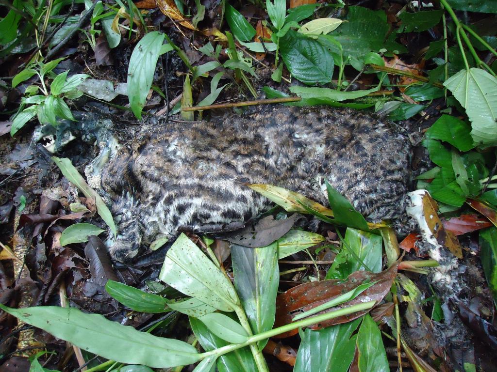Foto de Te Zulay (Shell), Ecuador