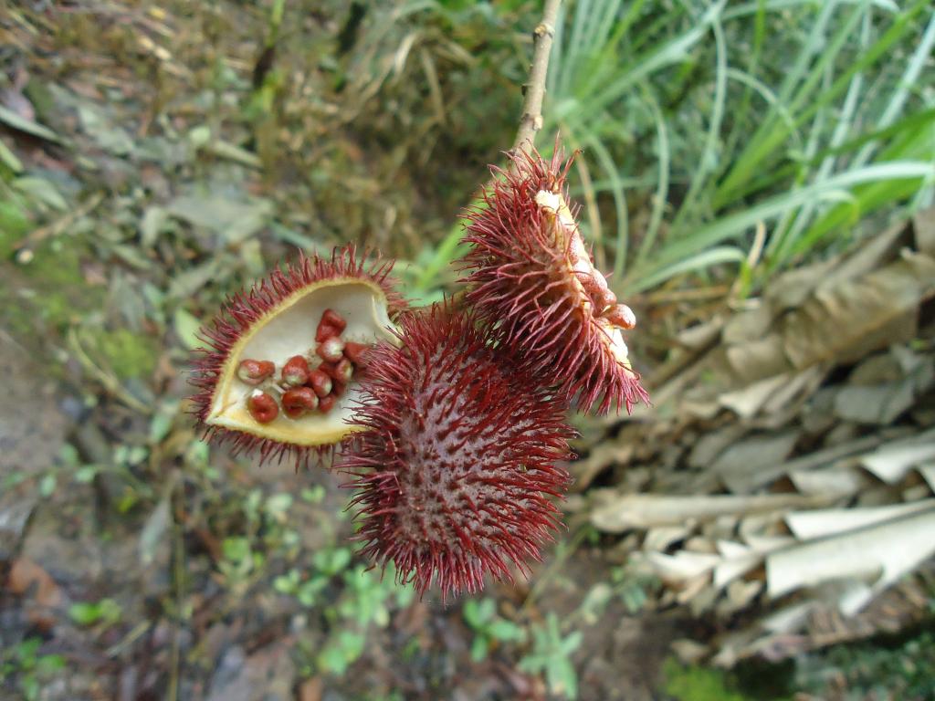 Foto de Te Zulay (Shell), Ecuador