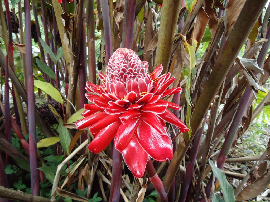 Foto de Te Zulay (Shell), Ecuador