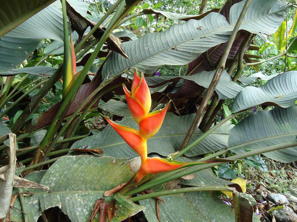 Foto de Te Zulay (Shell), Ecuador