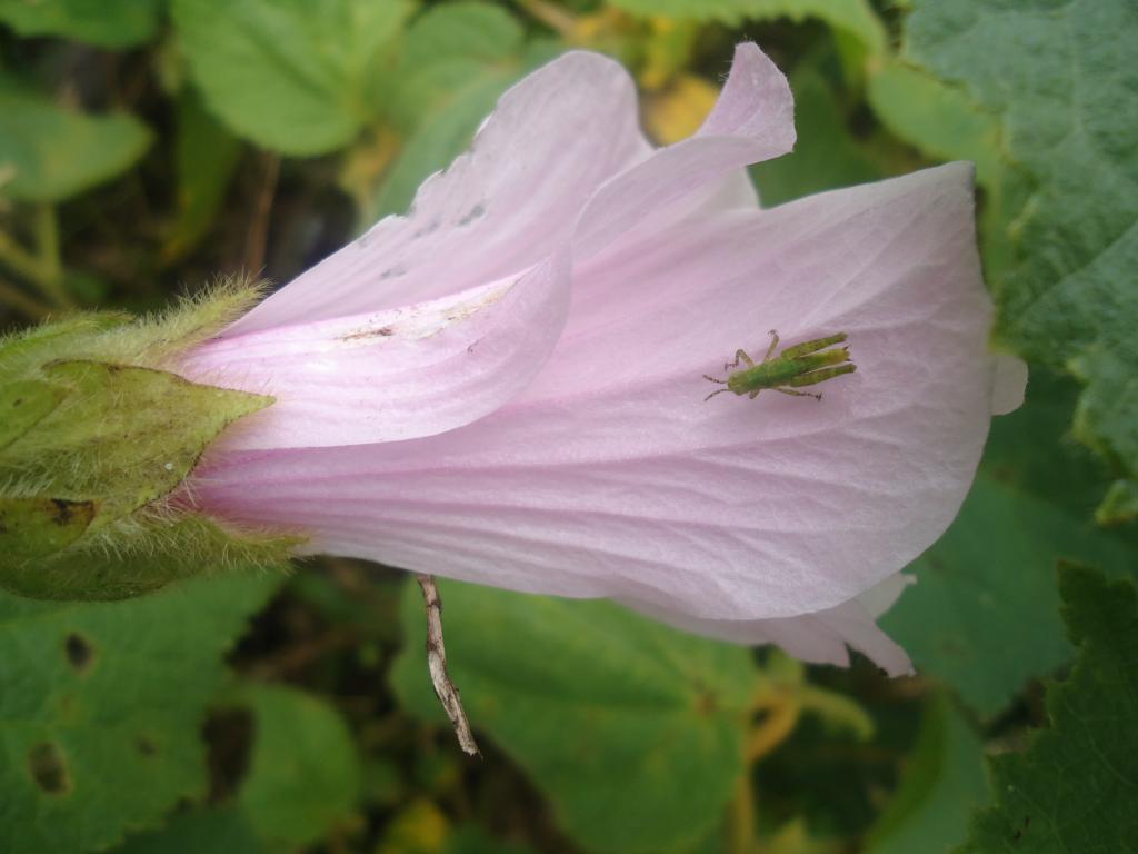 Foto de Simon Bolivar (Mushullacta), Ecuador