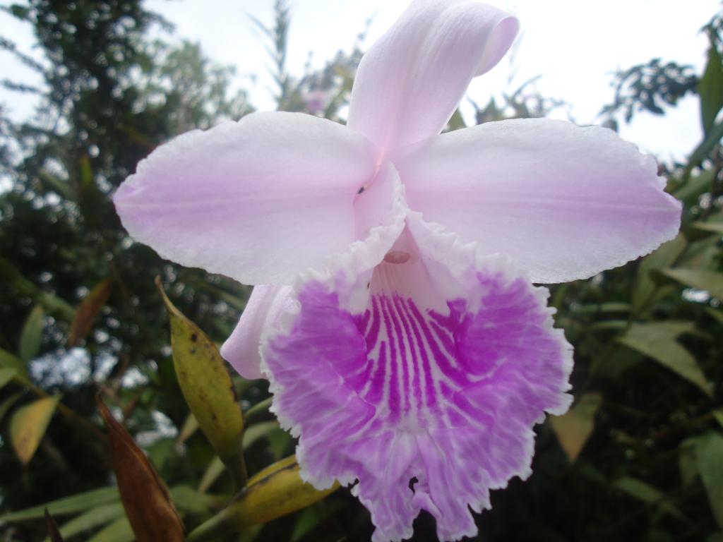 Foto de Simon Bolivar (Mushullacta), Ecuador
