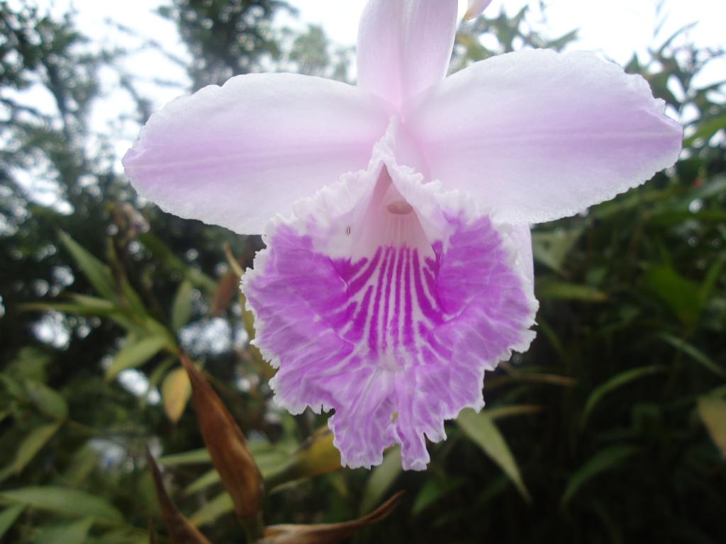 Foto de Simon Bolivar (Mushullacta), Ecuador