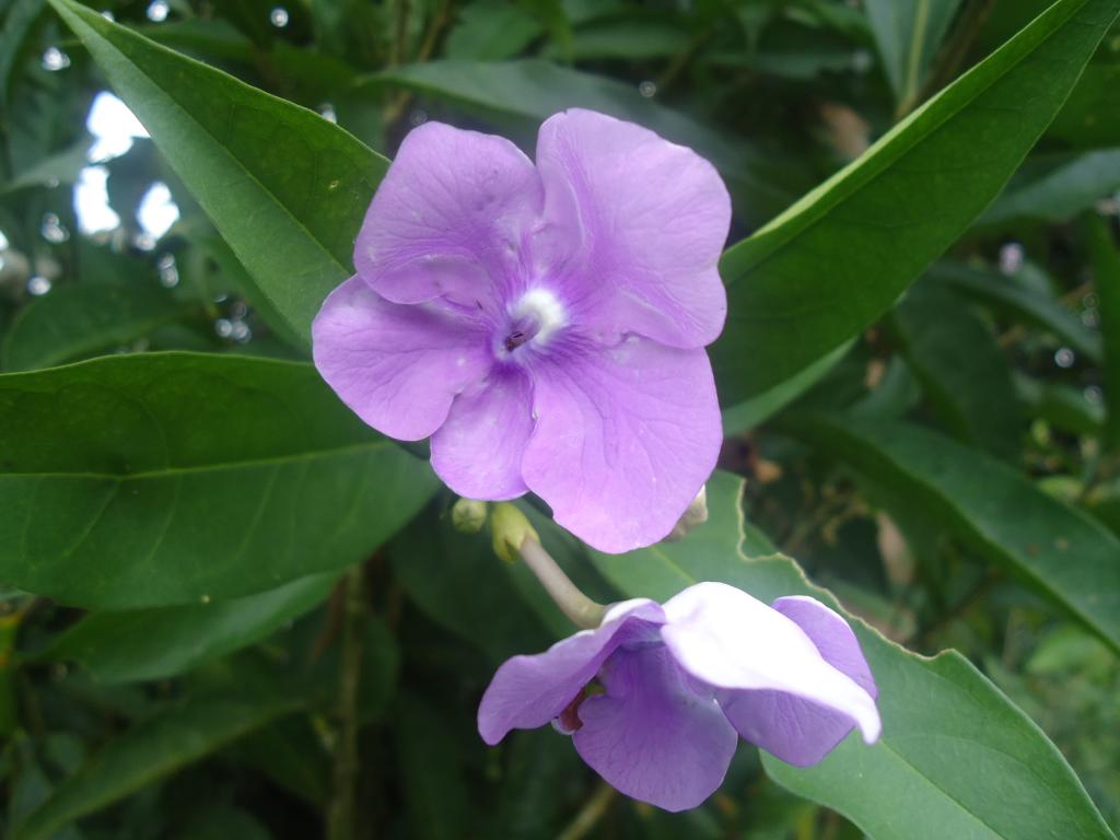 Foto de Simón Bolívar (Mushullacta), Ecuador