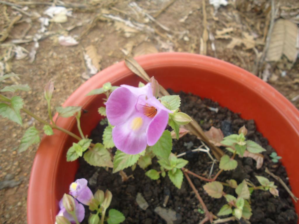 Foto de Simón Bolívar (Mushullacta), Ecuador