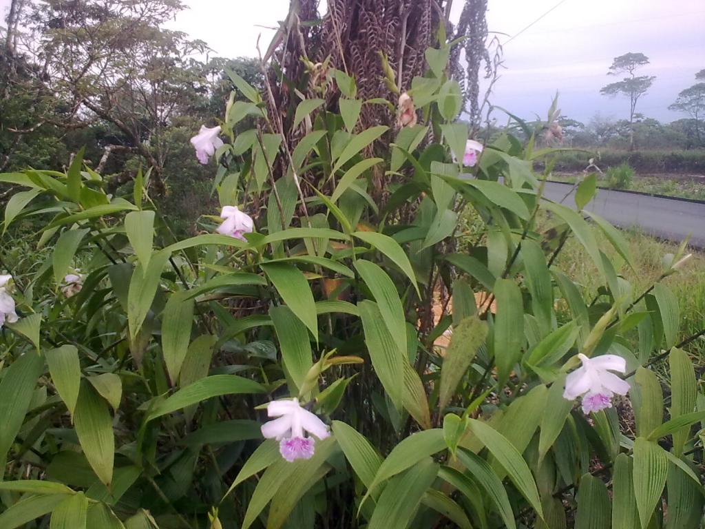 Foto de Puyo, Ecuador