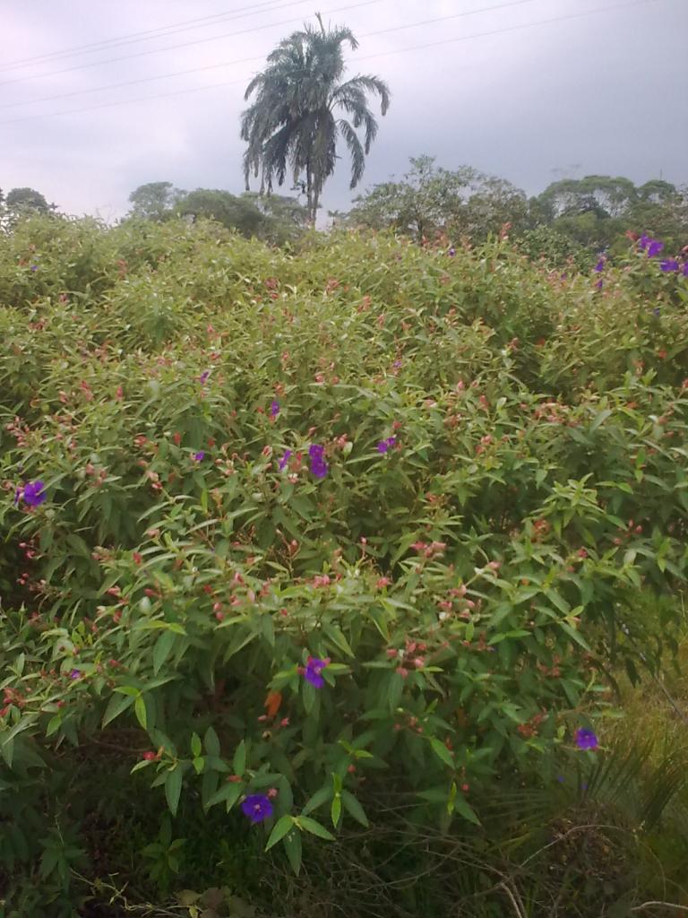 Foto de Puyo, Ecuador