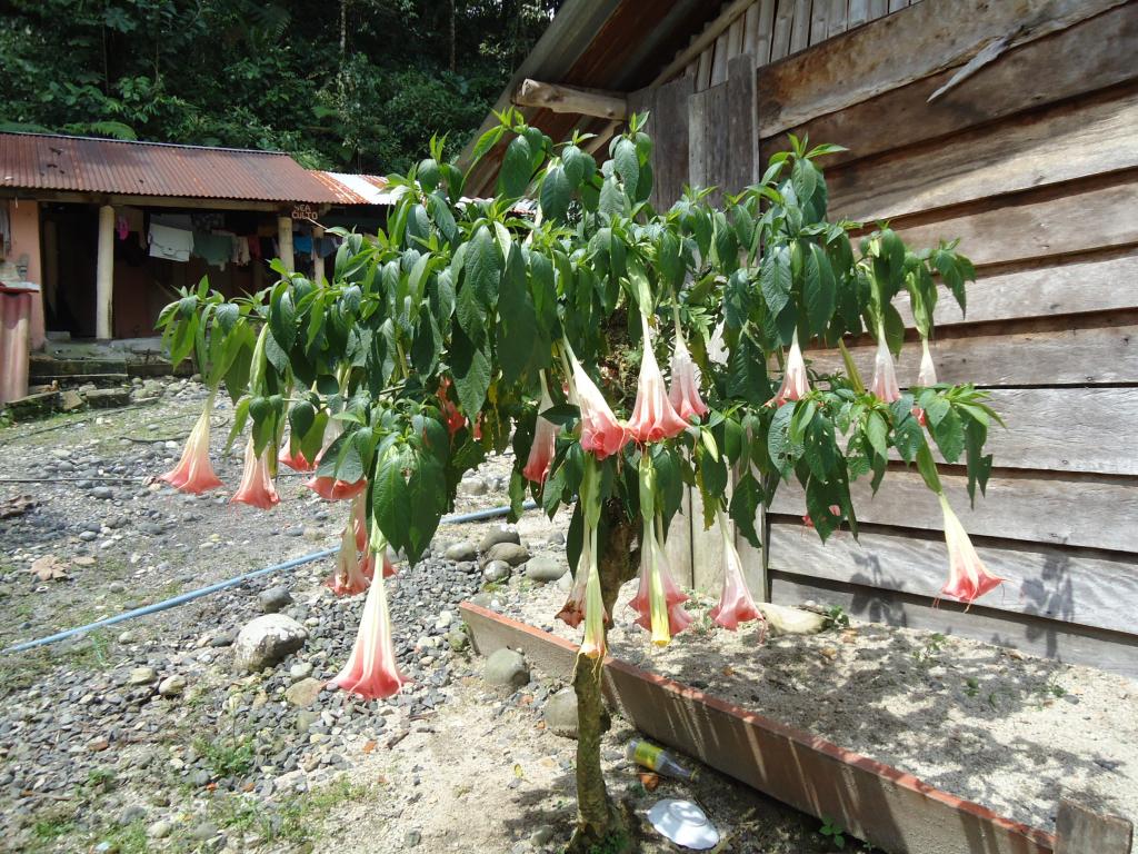 Foto de Mera (Pastaza), Ecuador