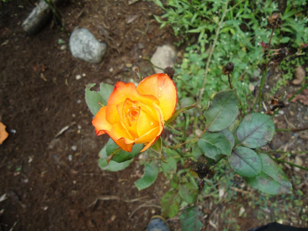 Foto de Te Zulay (Shell), Ecuador