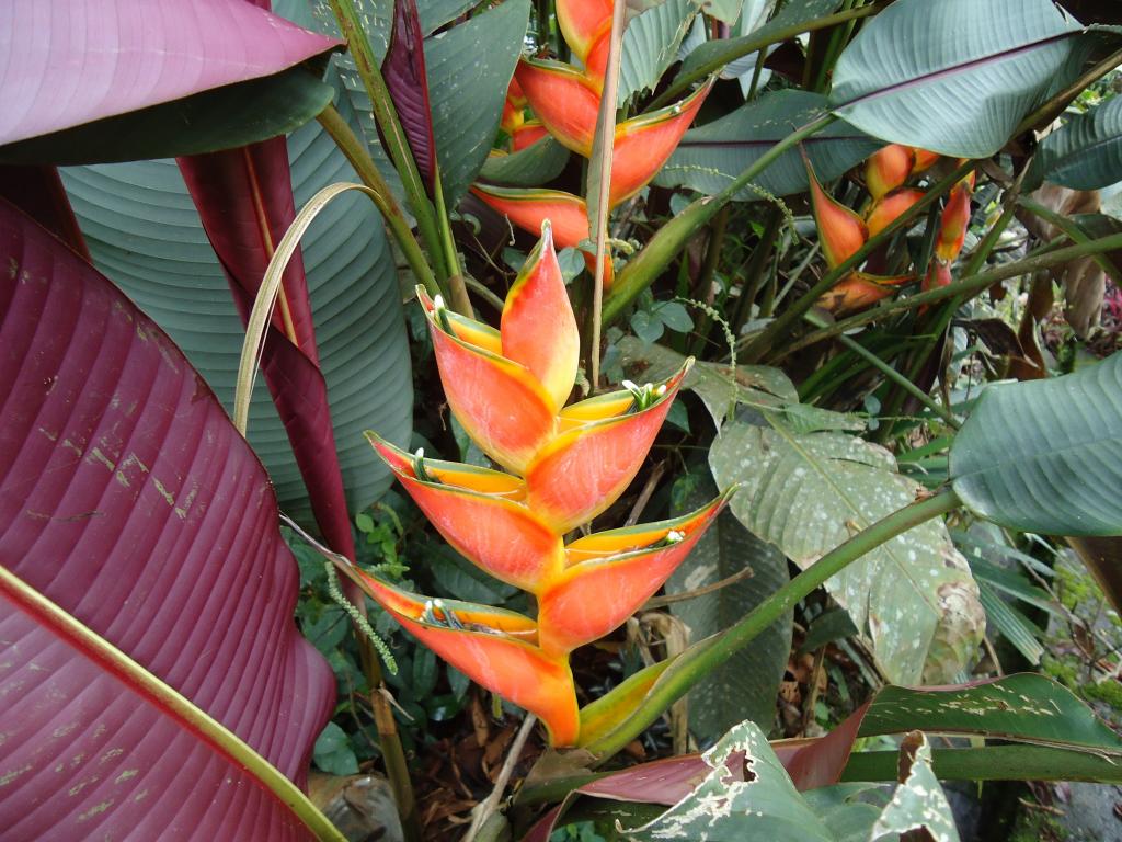 Foto de Te Zulay (Shell), Ecuador