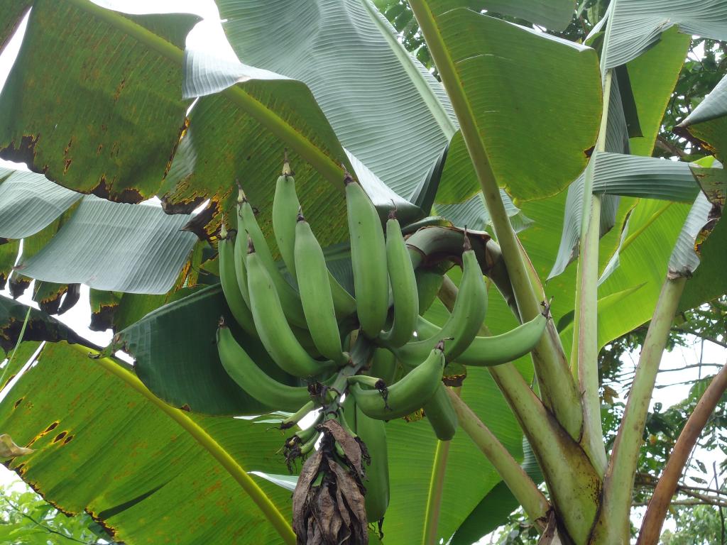 Foto de Te Zulay (Shell), Ecuador
